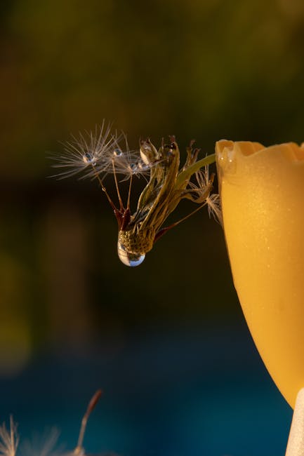 A close-up image of a dandelion seed head with a solitary water droplet hanging from one of its wispy parachutes, positioned near the edge of a yellow flower pot. The seed head is detailed, with fine,