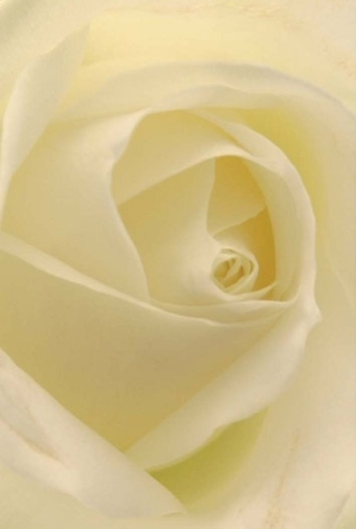 Up close, the classic white rose radiates a tranquil sophistication, its layered petals transitioning smoothly from pristine white to a rich, creamy core. The bloom, illuminated as though from within, reflects the soft light that brightens Plaistow's leafy side streets and community spaces such as Memorial Community Garden. With a spiral so nearly perfect, the rose becomes a fitting gift for romantic confessions, heartfelt apologies, or as an elegant table centrepiece during local weddings. Subtle gradations in shade and a faint interplay of light elevate the flower's refined allure, attesting to the florist's patient, artistic hand. The gentle fragrance lingers in the imagination-serene, pure, and always welcome-mirroring the sense of peace that fills quiet corners of Plaistow on a spring afternoon. The overall composition resonates with resilience and sincerity, making every bouquet a testament to the enduring beauty and emotion that only expert local florists can deliver.