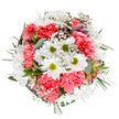 Evoking the cheerful atmosphere of Plaistow's neighbourhood streets and parks, this expertly arranged bouquet features a jubilant parade of white daisies, plush coral-pink carnations, and airy baby's breath, all displayed against a spotless white background for striking visual clarity. At its core, the daisies form bright focal points, their petals splayed in optimism, while the richly textured carnations provide a vibrant surround that conjures up memories of early summer fairs in local gardens. Sprays of baby's breath wind delicately through the blooms, their dainty, star-like shapes lending the entire arrangement a gentle sense of movement and joy. Subtle accents of unopened alstroemeria buds peek from the greens, their soft pastel hues whispering of new beginnings. Eucalyptus leaves and well-chosen foliage ground the bouquet, offering a soothing contrast and a subtle scent reminiscent of walks through Plaistow's open spaces. Perfect for expressing gratitude, celebrating milestones, or simply sending a bit of brightness to someone special, this arrangement reflects both the expertise and heartfelt care of dedicated Plaistow florists-each stem a reminder that true beauty thrives in the details.